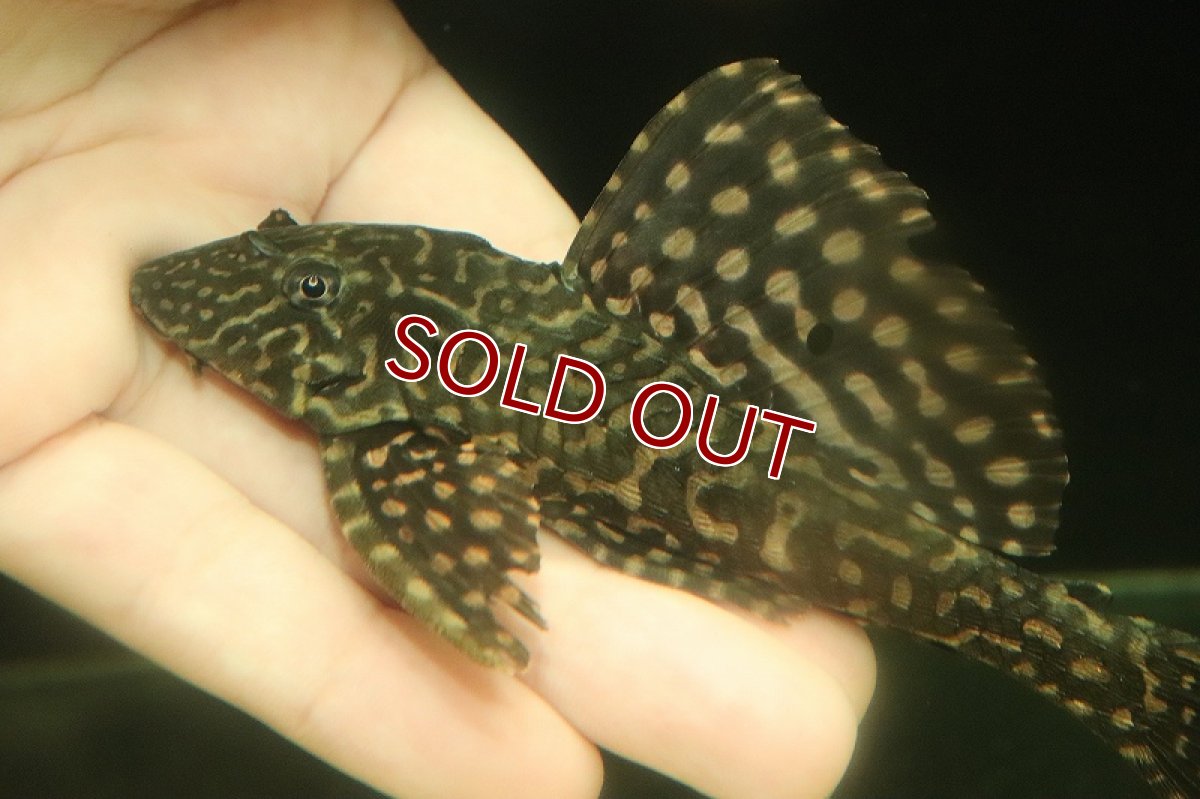 画像2: 【淡水魚】ブラジル便 セルフィンプレコ アラグアイア産 ワイルド【1匹 サンプル画像】(±12-15cm)（プレコ）（生体）（熱帯魚）NKP (2)