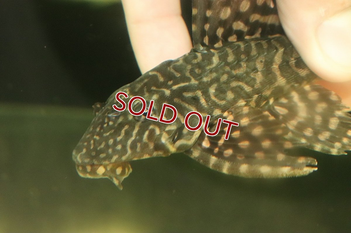 画像3: 【淡水魚】ブラジル便 セルフィンプレコ アラグアイア産 ワイルド【1匹 サンプル画像】(±12-15cm)（プレコ）（生体）（熱帯魚）NKP (3)