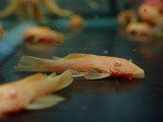 画像1: 【淡水魚】【通販】レア種 アルビノ  ブルーアイゴールデンミニブッシープレコ【1匹 サンプル画像】（プレコ）（生体）（熱帯魚）NKP (1)