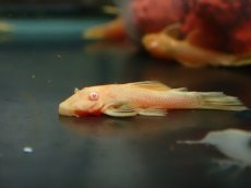 画像3: 【淡水魚】【通販】レア種 アルビノ  ブルーアイゴールデンミニブッシープレコ【1匹 サンプル画像】（プレコ）（生体）（熱帯魚）NKP (3)