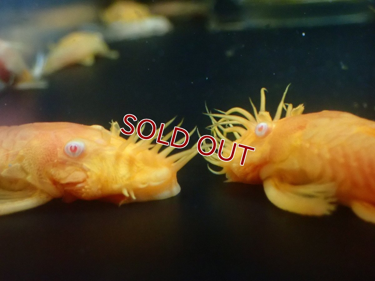 画像2: 【淡水魚】【通販】レア種 ペア販売 ブルーアイゴールデンミニブッシープレコ【1ペア サンプル画像】(±7-8cm)（生体）（熱帯魚）NKP (2)