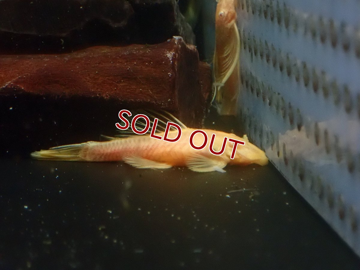 画像3: 【淡水魚】【通販】レア種 ペア販売 ブルーアイゴールデンミニブッシープレコ【1ペア サンプル画像】(±7-8cm)（生体）（熱帯魚）NKP (3)