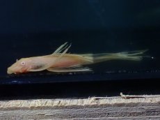 画像1: 【淡水魚】【通販】レア種 大きめ ロングフィン アルビノ  ブルーアイゴールデンミニブッシープレコ【1匹 サンプル画像】（生体）（熱帯魚）NKP (1)
