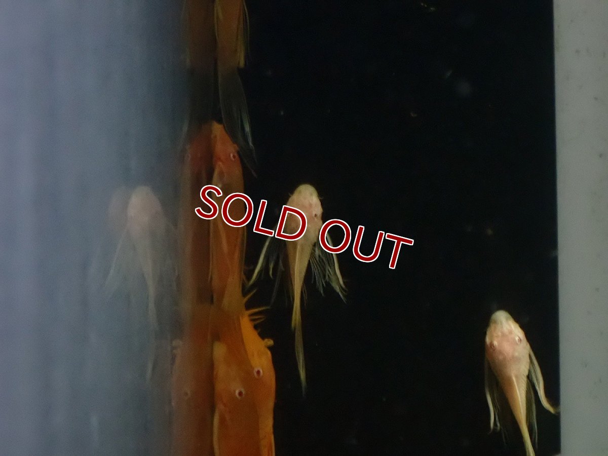 画像3: 【淡水魚】【通販】レア種 大きめ ロングフィン アルビノ  ブルーアイゴールデンミニブッシープレコ【1匹 サンプル画像】（生体）（熱帯魚）NKP (3)