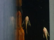 画像3: 【淡水魚】【通販】レア種 大きめ ロングフィン アルビノ  ブルーアイゴールデンミニブッシープレコ【1匹 サンプル画像】（生体）（熱帯魚）NKP (3)