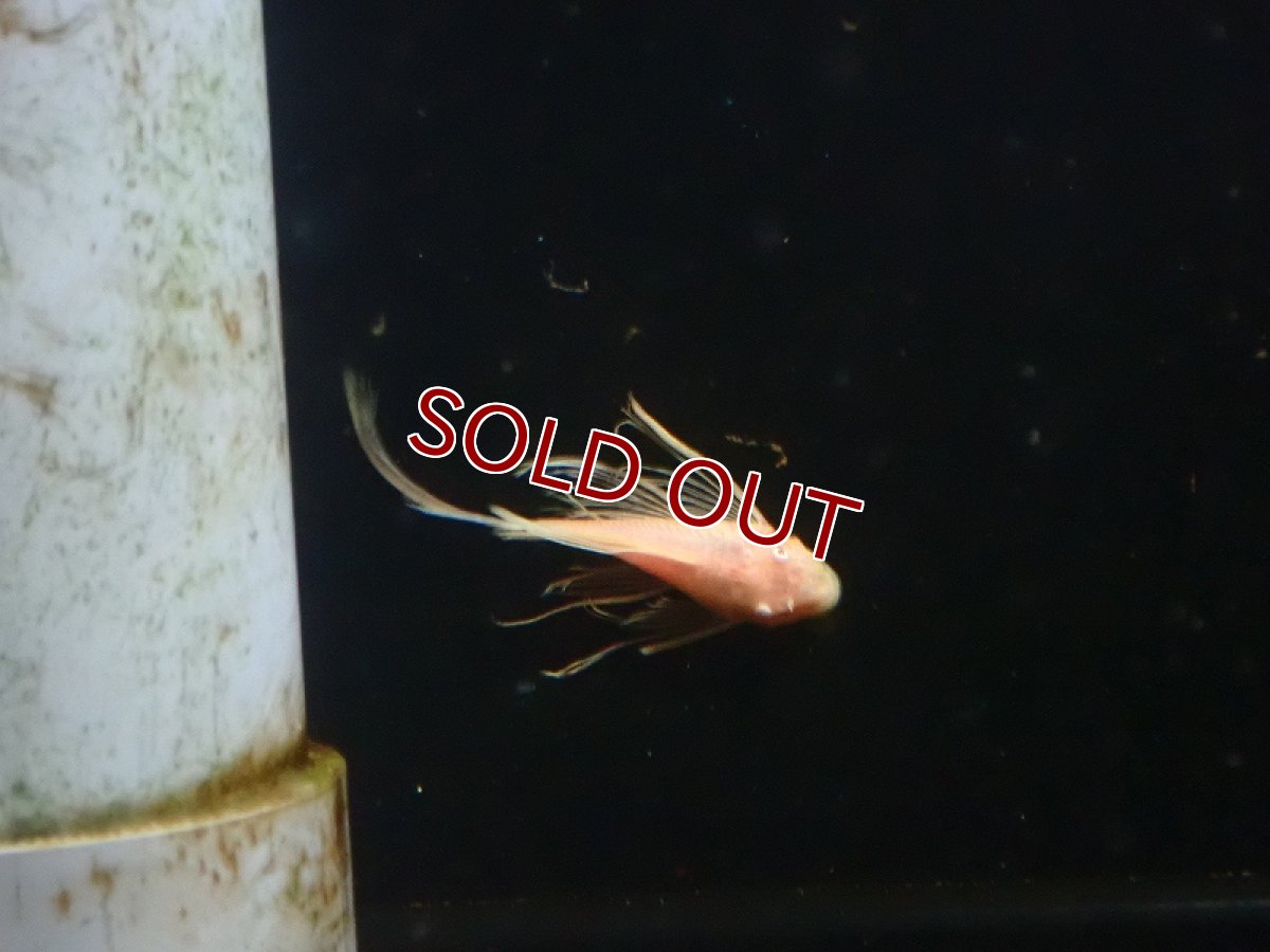 画像4: 【淡水魚】【通販】レア種 大きめ ロングフィン アルビノ  ブルーアイゴールデンミニブッシープレコ【1匹 サンプル画像】（生体）（熱帯魚）NKP (4)