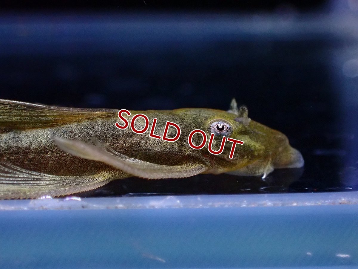 画像2: 【淡水魚】【通販】レア種 ロングフィン グリーンドラゴンブッシー【1匹 サンプル画像】（プレコ）（生体）（熱帯魚）NKP (2)