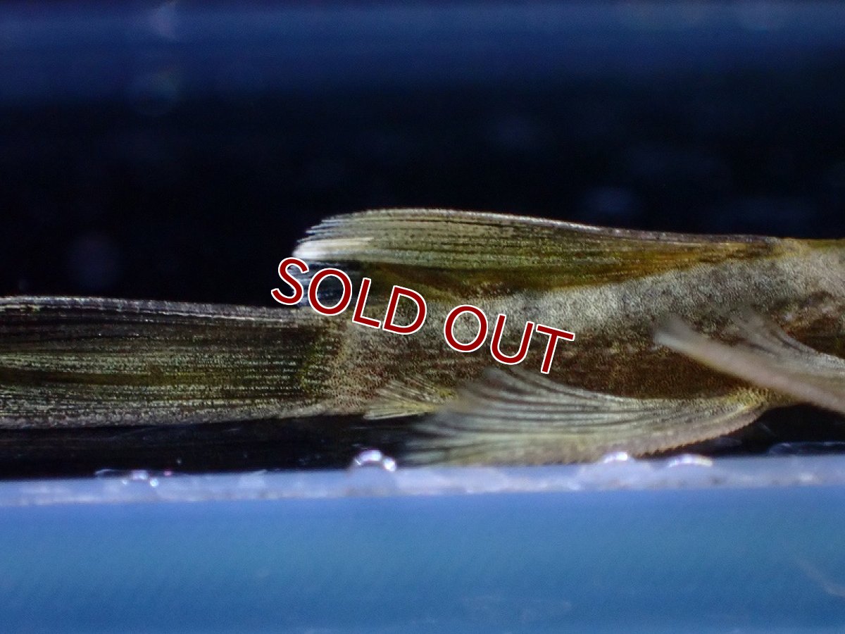 画像3: 【淡水魚】【通販】レア種 ロングフィン グリーンドラゴンブッシー【1匹 サンプル画像】（プレコ）（生体）（熱帯魚）NKP (3)