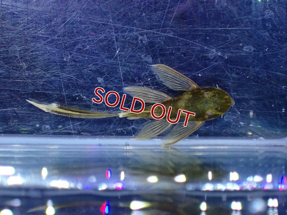 画像4: 【淡水魚】【通販】レア種 ロングフィン グリーンドラゴンブッシー【1匹 サンプル画像】（プレコ）（生体）（熱帯魚）NKP (4)