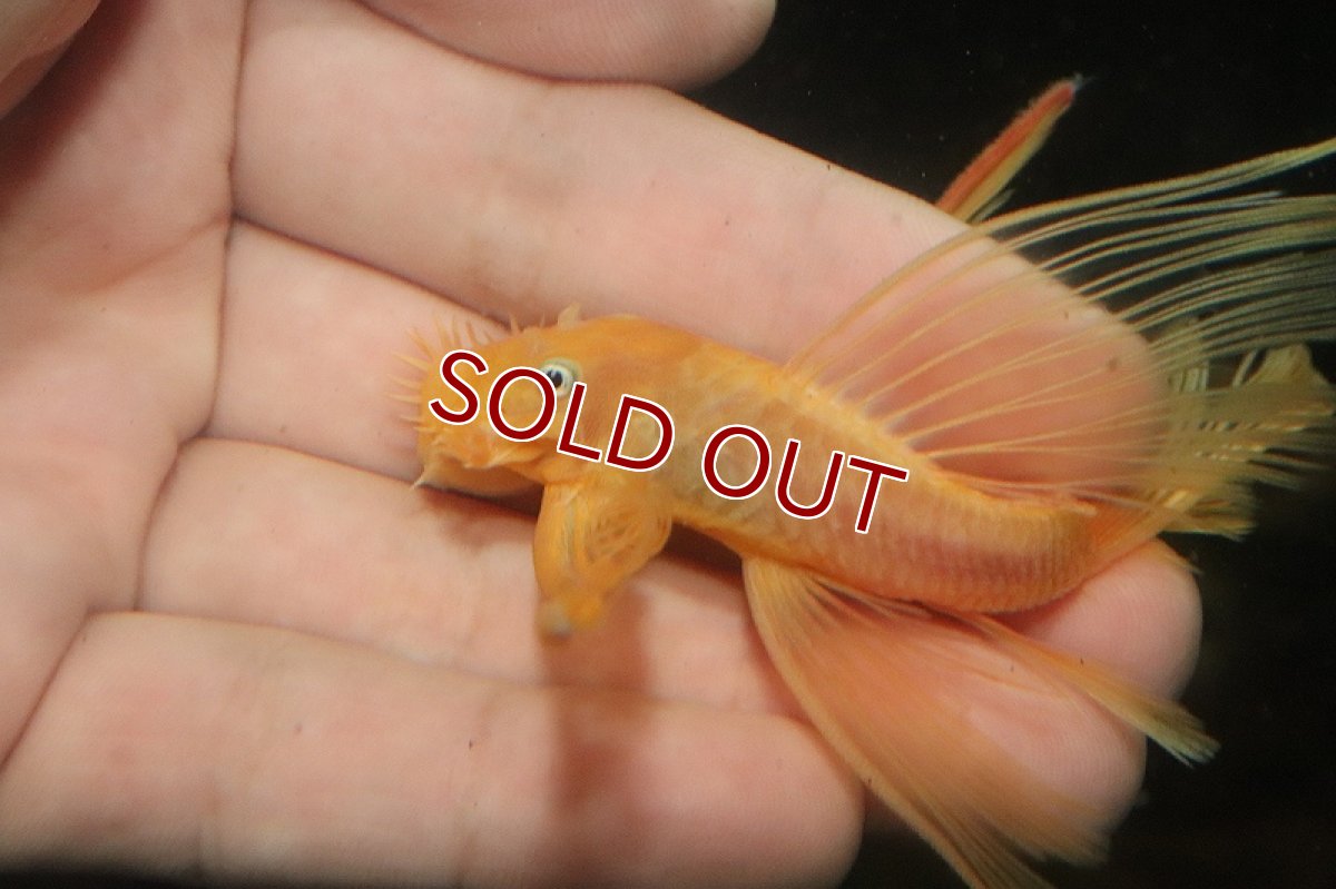 画像2: 【淡水魚】【通販】今月の特価品 激レア ロングフィンショートボディ ブルーアイゴールデンブッシープレコ1匹 サンプル画像（生体）（熱帯魚）NKP (2)