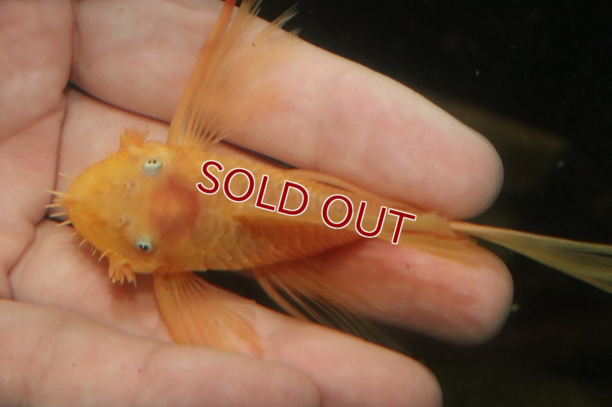 画像3: 【淡水魚】【通販】今月の特価品 激レア ロングフィンショートボディ ブルーアイゴールデンブッシープレコ1匹 サンプル画像（生体）（熱帯魚）NKP (3)