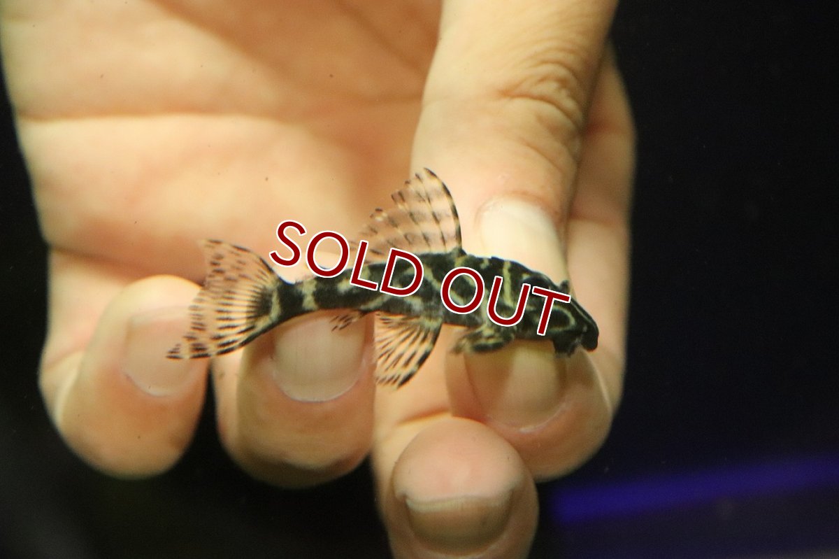 画像2: 【淡水魚】【通販】オリノコメガクラウンゼブラプレコ(ウィルヘルム×ワイルド)【1匹 サンプル画像】(±4-5cm)（生体）（熱帯魚）NKP (2)