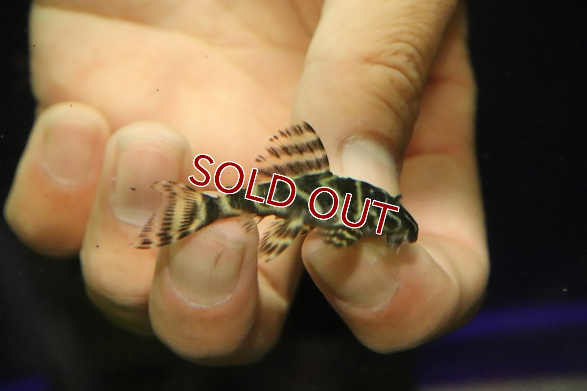 画像3: 【淡水魚】【通販】オリノコメガクラウンゼブラプレコ(ウィルヘルム×ワイルド)【1匹 サンプル画像】(±4-5cm)（生体）（熱帯魚）NKP (3)