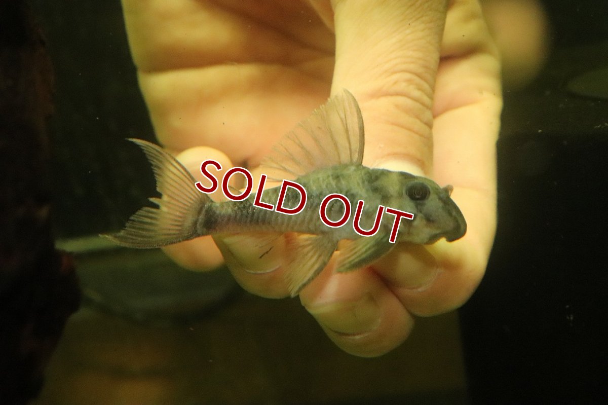 画像2: 【淡水魚】【通販】大特価 F1 キャッツアイプレコ タパジョス産【1匹 サンプル画像】(±5-7cm)（プレコ）（生体）（熱帯魚）NKP (2)