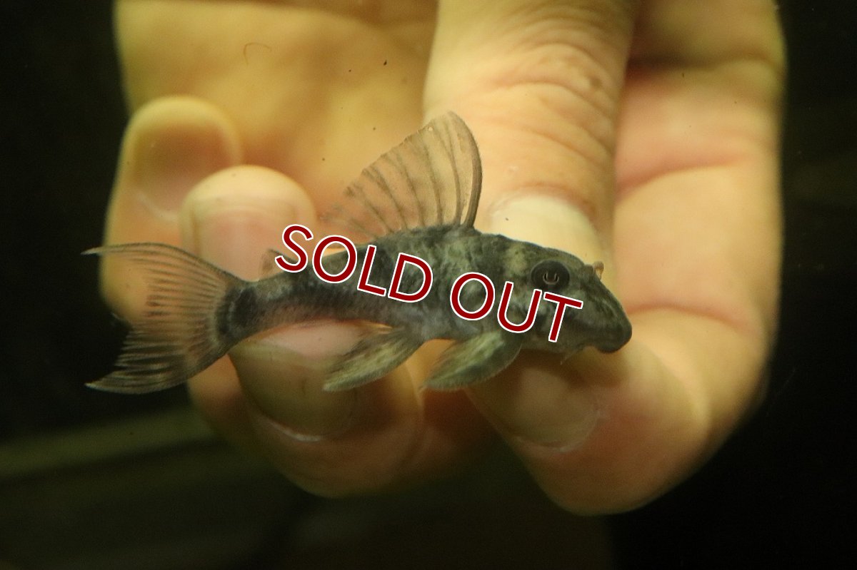 画像3: 【淡水魚】【通販】大特価 F1 キャッツアイプレコ タパジョス産【1匹 サンプル画像】(±5-7cm)（プレコ）（生体）（熱帯魚）NKP (3)