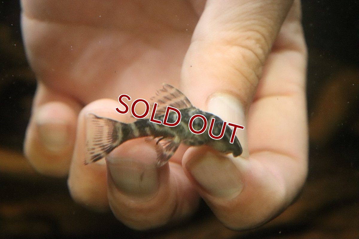 画像2: 【淡水魚】【通販】大特価 オリノコメガクラウンゼブラプレコ コロンビア産 ワイルド【1匹 サンプル画像】(±4-5cm)（生体）（熱帯魚）NKP (2)