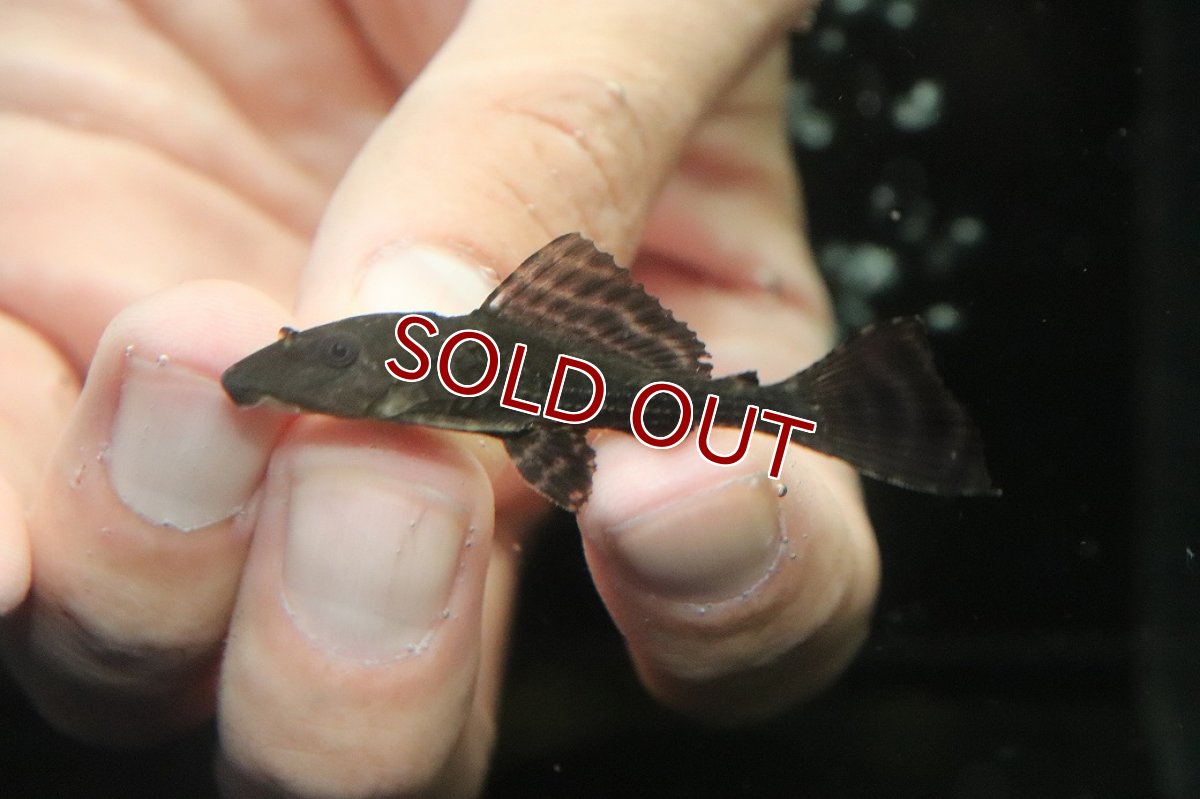 画像1: 【淡水魚】【通販】サッカープレコ(ヒポプレコ)【1匹 サンプル画像】（プレコ）（生体）（熱帯魚）NKP (1)