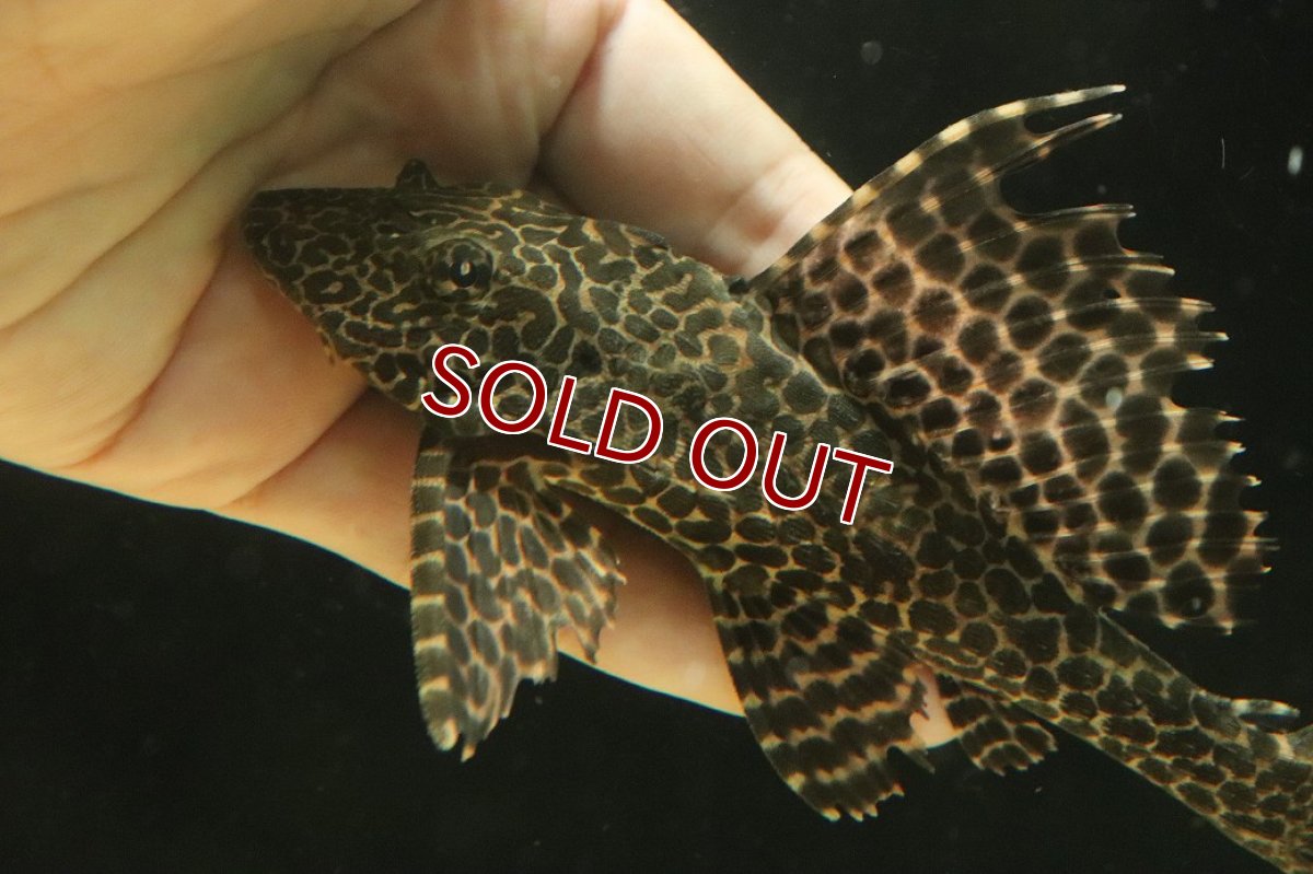 画像2: 【淡水魚】【通販】大きめ セルフィンプレコ【1匹 サンプル画像】（プレコ）（生体）（熱帯魚）NKP (2)