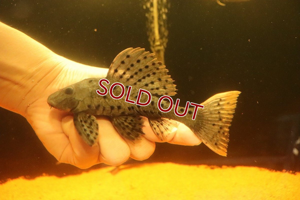 画像2: 【淡水魚】【通販】激安 オレンジフィンアーマードプレコ リオブランコ産 ワイルド【１匹 サンプル画像】(±13-16cm（生体）(熱帯魚)NKP (2)