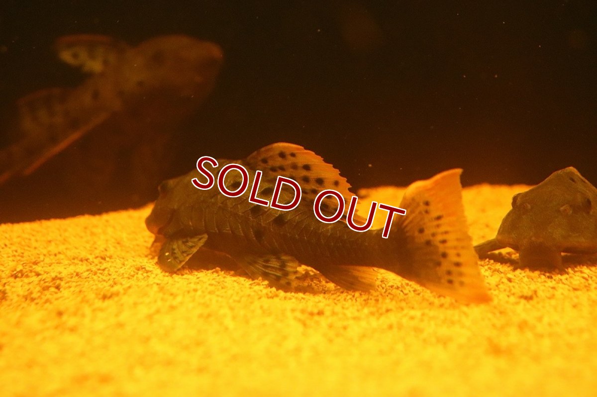 画像3: 【淡水魚】【通販】激安 オレンジフィンアーマードプレコ リオブランコ産 ワイルド【１匹 サンプル画像】(±13-16cm（生体）(熱帯魚)NKP (3)