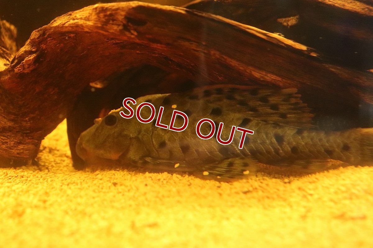 画像4: 【淡水魚】【通販】激安 オレンジフィンアーマードプレコ リオブランコ産 ワイルド【１匹 サンプル画像】(±13-16cm（生体）(熱帯魚)NKP (4)