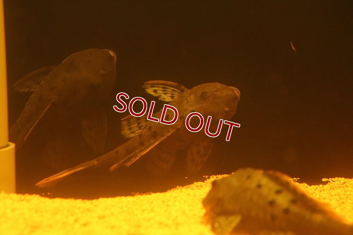 画像5: 【淡水魚】【通販】激安 オレンジフィンアーマードプレコ リオブランコ産 ワイルド【１匹 サンプル画像】(±13-16cm（生体）(熱帯魚)NKP (5)