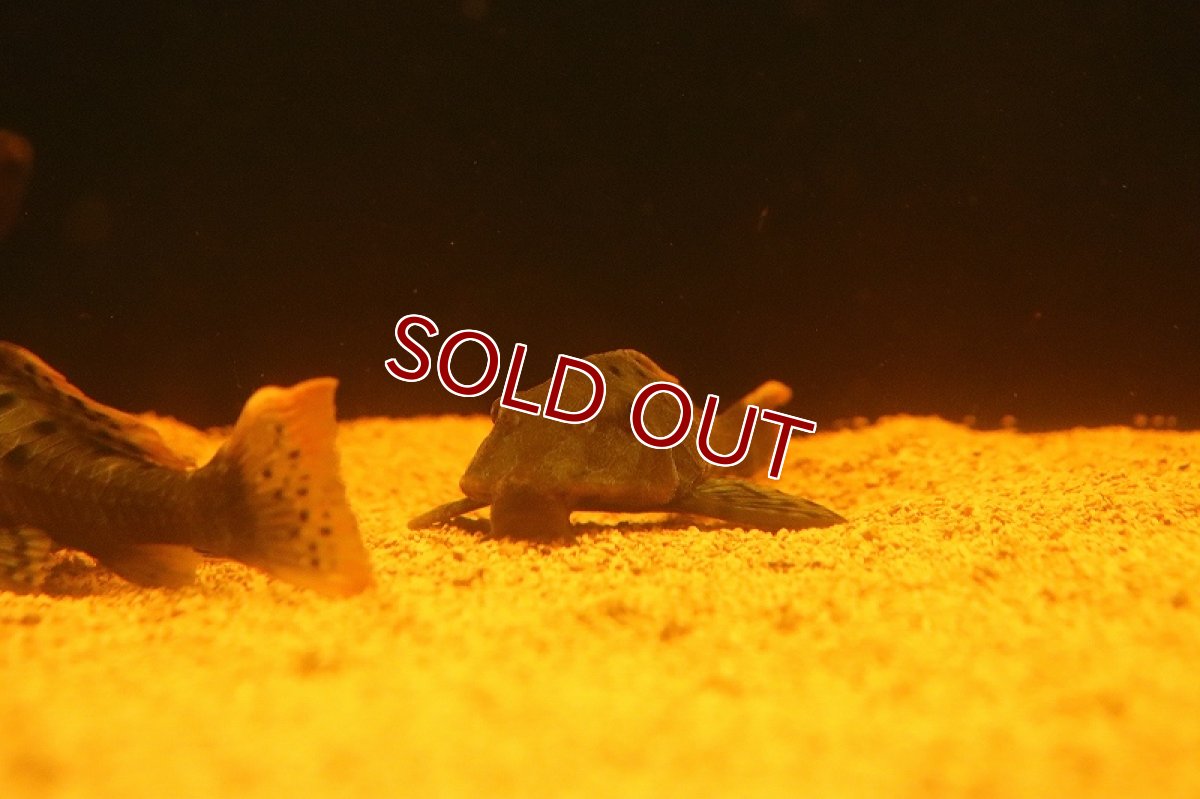 画像6: 【淡水魚】【通販】激安 オレンジフィンアーマードプレコ リオブランコ産 ワイルド【１匹 サンプル画像】(±13-16cm（生体）(熱帯魚)NKP (6)