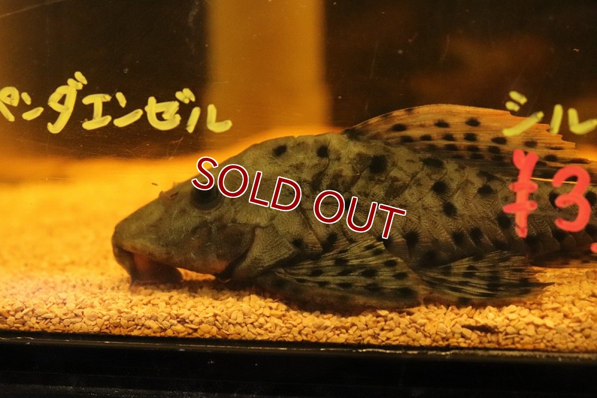 画像7: 【淡水魚】【通販】激安 オレンジフィンアーマードプレコ リオブランコ産 ワイルド【１匹 サンプル画像】(±13-16cm（生体）(熱帯魚)NKP (7)