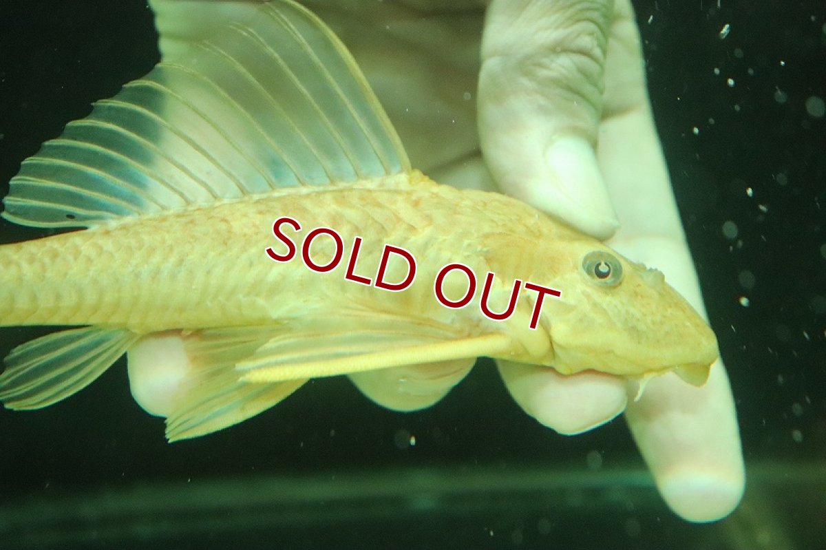 画像2: 【淡水魚】【通販】激安 レア種 大きめ ゴールデンサッカープレコ【１匹 サンプル画像】(±11-12cm)(プレコ)(生体)(熱帯魚)NKP (2)