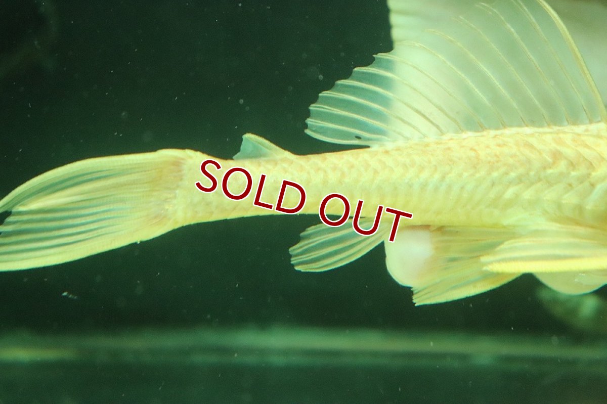 画像3: 【淡水魚】【通販】激安 レア種 大きめ ゴールデンサッカープレコ【１匹 サンプル画像】(±11-12cm)(プレコ)(生体)(熱帯魚)NKP (3)