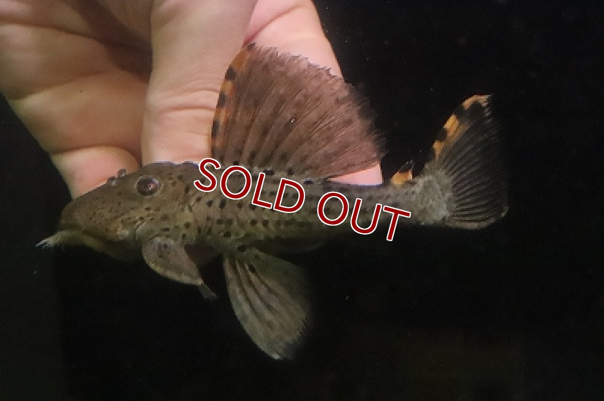 画像2: 【淡水魚】【通販】大きめ No2 タイガーフィンサタンプレコ ワイルド【個体販売】(±12cm)(プレコ)(生体)(熱帯魚)NKP (2)