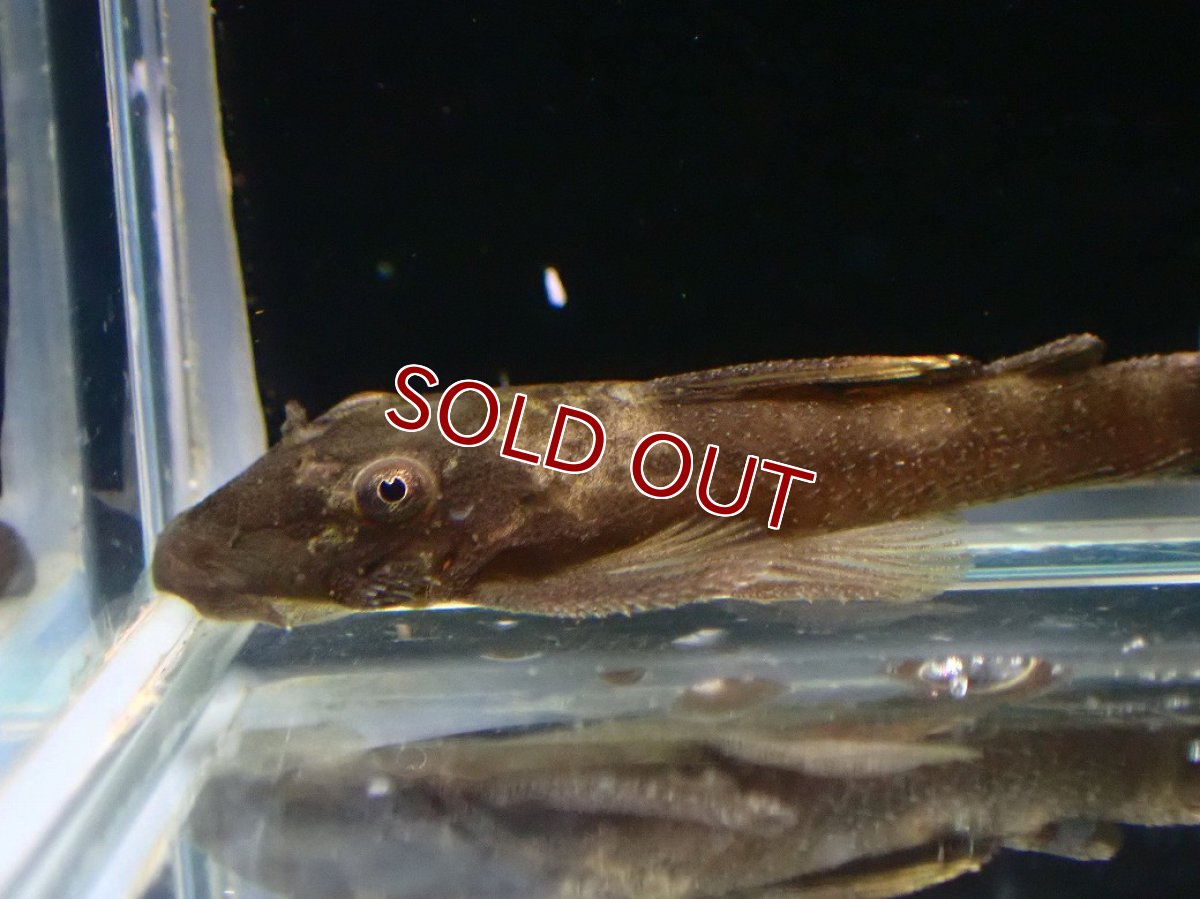 画像2: 【淡水魚】【通販】グリーンドラゴンブッシープレコ【１匹 サンプル画像】(プレコ)(生体)(熱帯魚)NK (2)