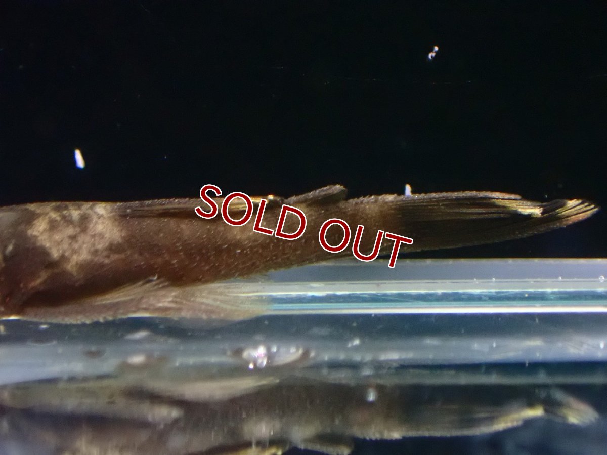 画像3: 【淡水魚】【通販】グリーンドラゴンブッシープレコ【１匹 サンプル画像】(プレコ)(生体)(熱帯魚)NK (3)