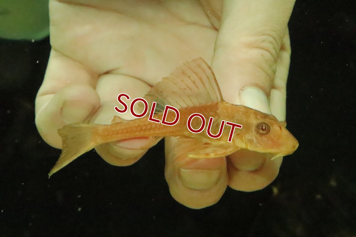 画像1: 【淡水魚】【通販】ゴールデンサッカープレコ【１匹 サンプル画像】(±7-8cm)(プレコ)(生体)(熱帯魚)NKP (1)