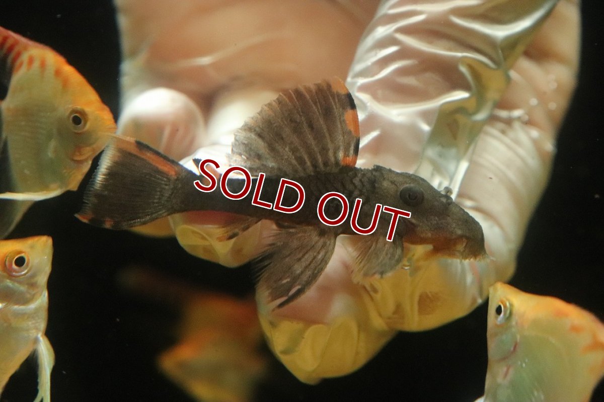 画像1: 【ウィンターセール 10％OFF対象商品】【淡水魚】【通販】タイガーフィンサタンプレコ ワイルド【１匹 サンプル画像】(±6-7cm)(プレコ)(生体)(熱帯魚)NKP (1)