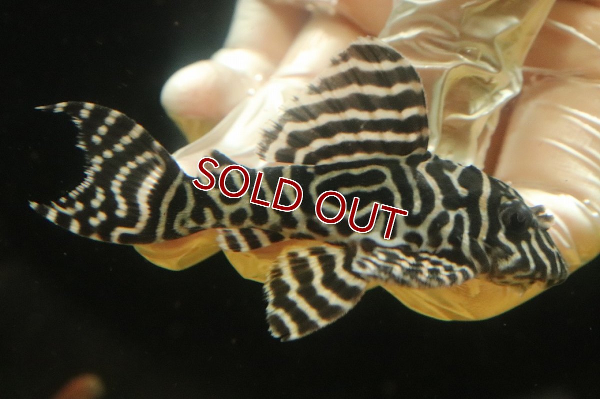 画像1: 【淡水魚】【通販】キングロイヤルペコルティアプレコ【１匹 サンプル画像】(±6-8cm)(プレコ)(生体)(熱帯魚)NKP (1)