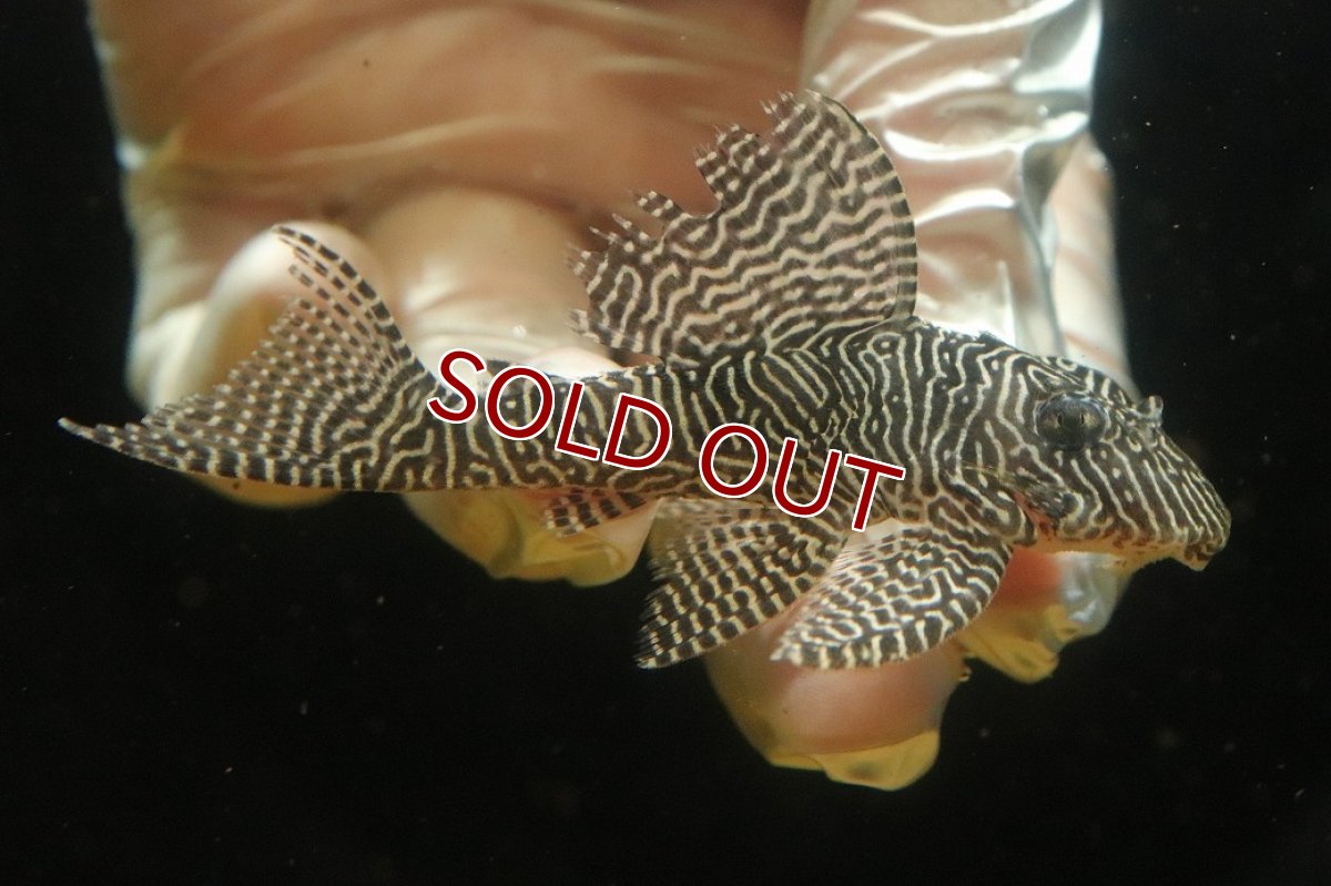 画像1: 【淡水魚】【通販】クイーンアラベスクタイガープレコ【１匹 サンプル画像】(±7-8cm)(プレコ)(生体)(熱帯魚)NKP (1)