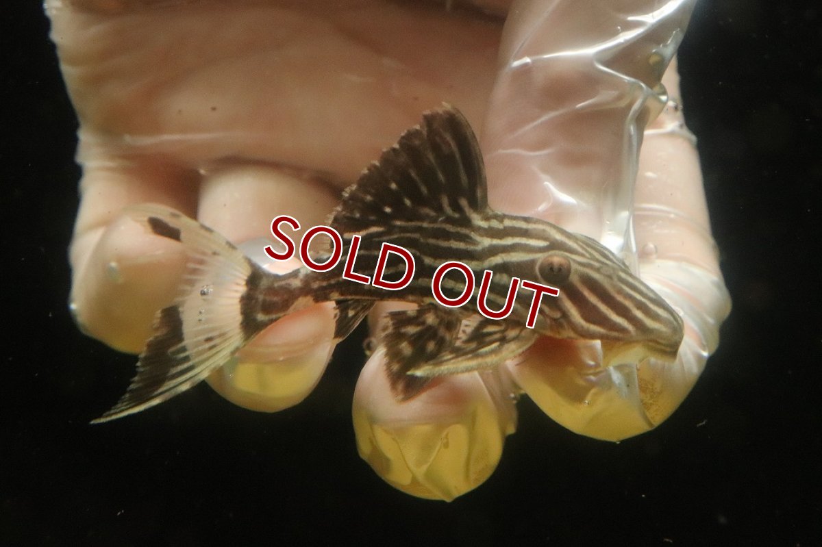 画像1: 【淡水魚】【通販】サンダーロイヤルプレコ タパジョス産 ワイルド【１匹 サンプル画像】(±6cm)(プレコ)(生体)(熱帯魚)NKP (1)