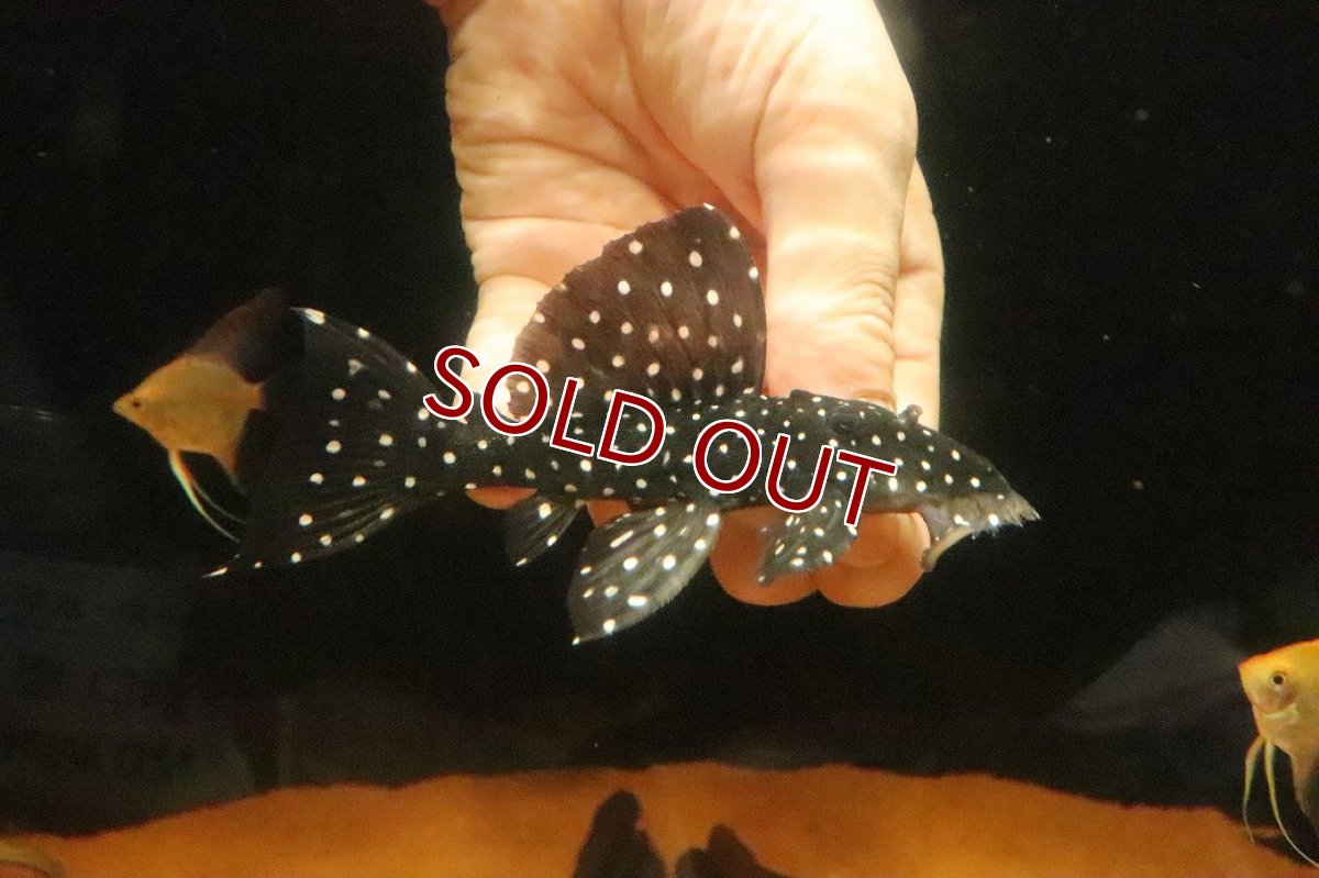 画像1: 【淡水魚】【通販】スーパーブラックドラゴンスタークラウンプレコ ワイルド【1匹 サンプル画像】(±10-12cm)(生体)(熱帯魚)NKP (1)