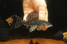 画像1: 【淡水魚】【通販】スーパーブラックドラゴンスタークラウンプレコ ワイルド【1匹 サンプル画像】(±10-12cm)(生体)(熱帯魚)NKP (1)