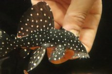 画像2: 【淡水魚】【通販】スーパーブラックドラゴンスタークラウンプレコ ワイルド【1匹 サンプル画像】(±10-12cm)(生体)(熱帯魚)NKP (2)