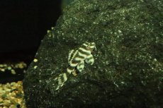 画像1: 【淡水魚】【通販】ゴールデンキングロイヤルペコルティア【１匹 サンプル画像】(±3-4cm)(プレコ)(生体)(熱帯魚)NKP (1)
