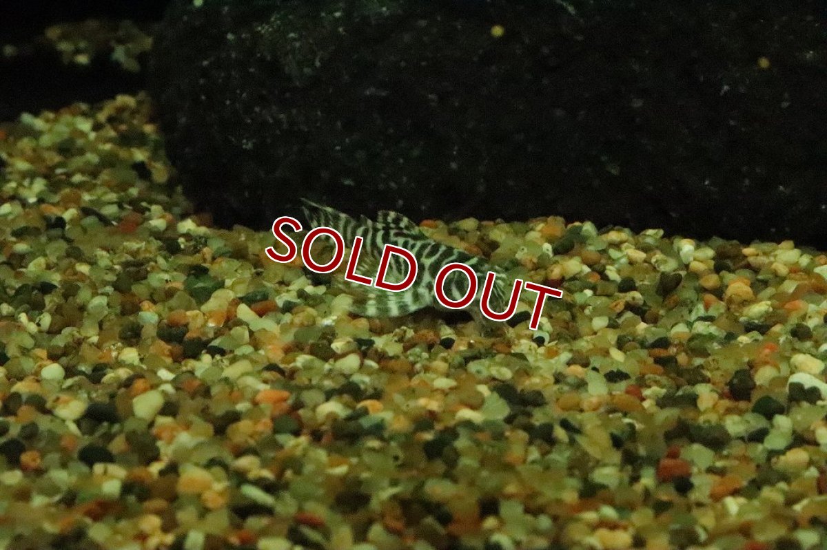 画像2: 【淡水魚】【通販】ゴールデンキングロイヤルペコルティア【１匹 サンプル画像】(±3-4cm)(プレコ)(生体)(熱帯魚)NKP (2)