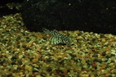 画像2: 【淡水魚】【通販】ゴールデンキングロイヤルペコルティア【１匹 サンプル画像】(±3-4cm)(プレコ)(生体)(熱帯魚)NKP (2)