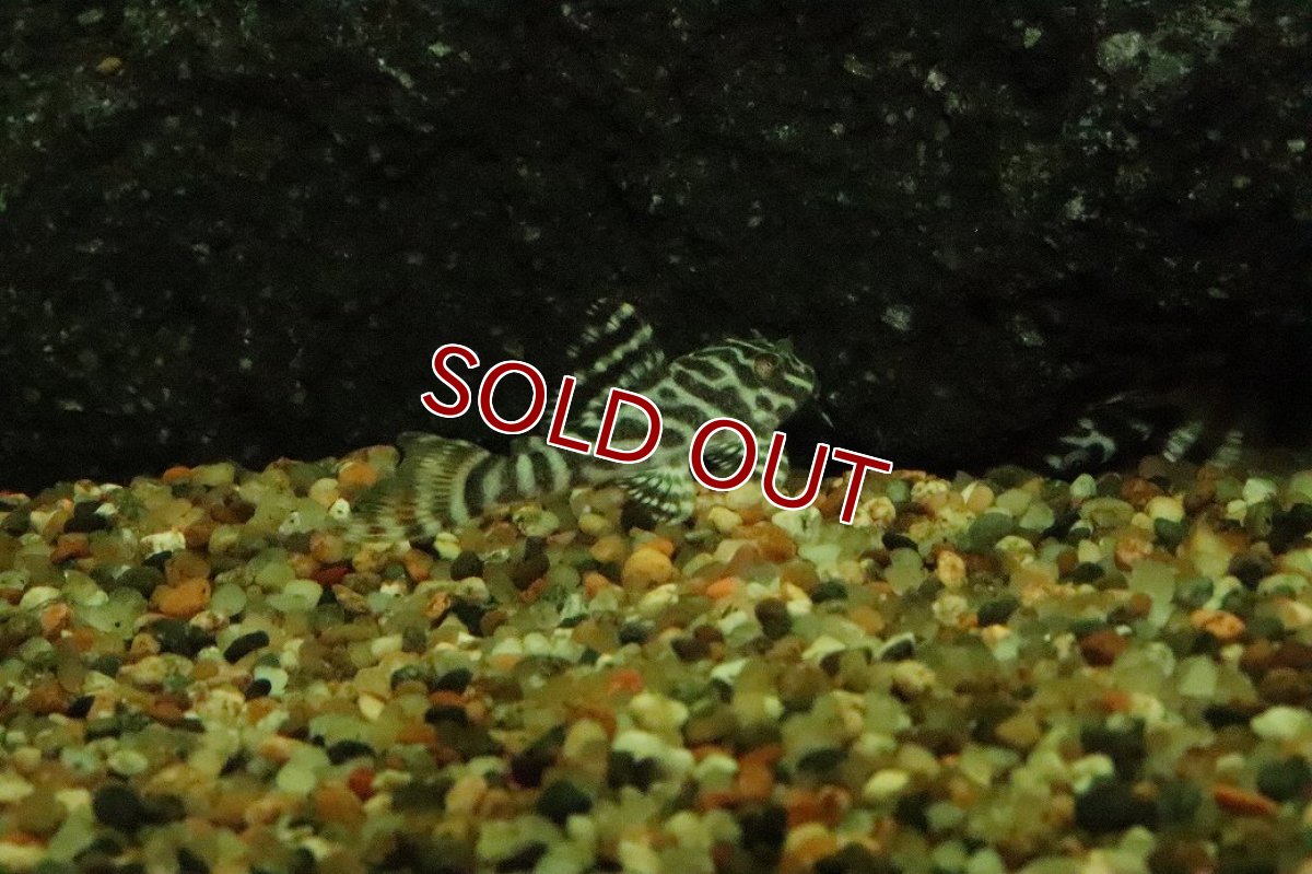 画像3: 【淡水魚】【通販】ゴールデンキングロイヤルペコルティア【１匹 サンプル画像】(±3-4cm)(プレコ)(生体)(熱帯魚)NKP (3)