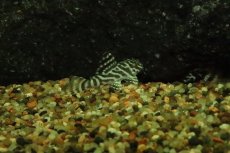 画像3: 【淡水魚】【通販】ゴールデンキングロイヤルペコルティア【１匹 サンプル画像】(±3-4cm)(プレコ)(生体)(熱帯魚)NKP (3)