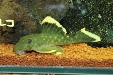 画像1: 【淡水魚】【通販】オレンジフィンブラックプレコ シングー産 ワイルド【１匹 サンプル画像】(±8cm)(プレコ)(生体)(熱帯魚)NKP (1)