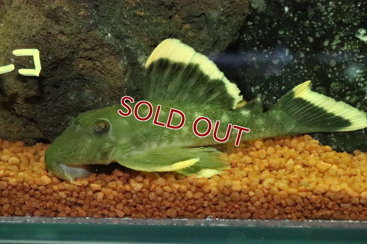 画像2: 【淡水魚】【通販】オレンジフィンブラックプレコ シングー産 ワイルド【１匹 サンプル画像】(±8cm)(プレコ)(生体)(熱帯魚)NKP (2)