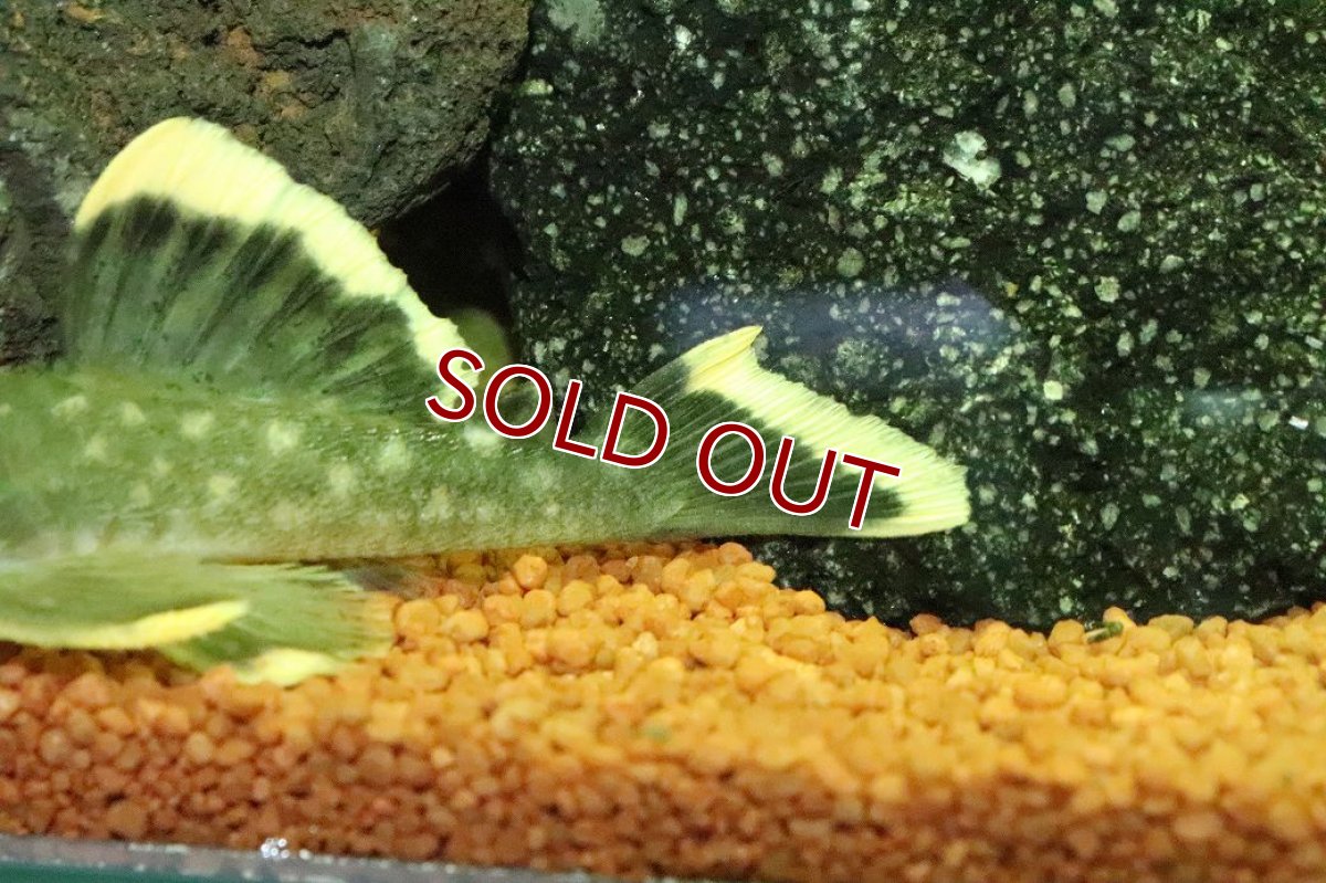 画像3: 【淡水魚】【通販】オレンジフィンブラックプレコ シングー産 ワイルド【１匹 サンプル画像】(±8cm)(プレコ)(生体)(熱帯魚)NKP (3)