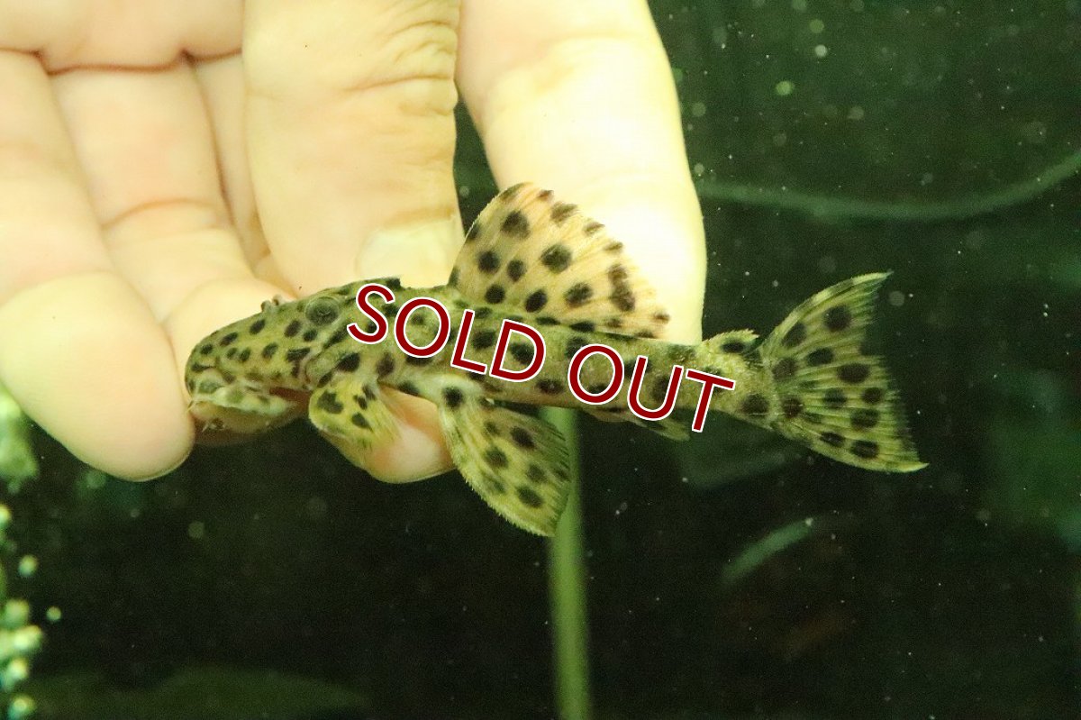 画像1: 【淡水魚】【通販】ホワイトトリムプレコ タパジョス産 ワイルド【１匹 サンプル画像】（±6-7cm）(プレコ)(生体)(熱帯魚)NKP (1)